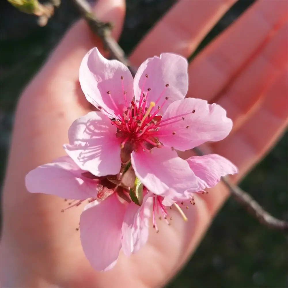 soin visage de printemps avec Mass'Âm et la Clé des champs